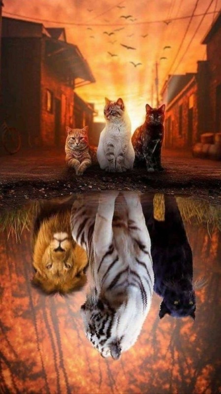 Create meme: the cat in the reflection of the tiger, kitten and tiger reflection, cat and tiger