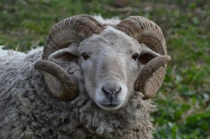 Создать мем: баран с рогами, бараны с рогами стадо, овцы породы меринос