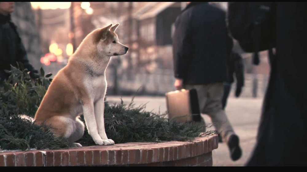 hachiko meme