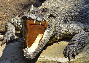Create meme: crocodile, crocodile with open mouth, crocodile alligator