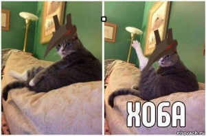 Create meme: meme cat hoà, hoba