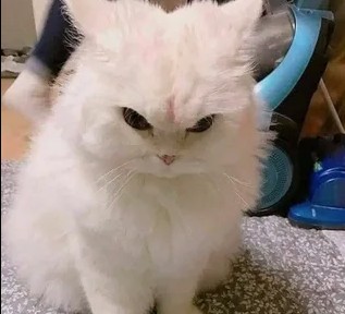 Create meme: the evil white cat, angry cat , seal evil