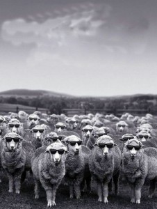 Create meme: the herd, sheep, a flock of sheep