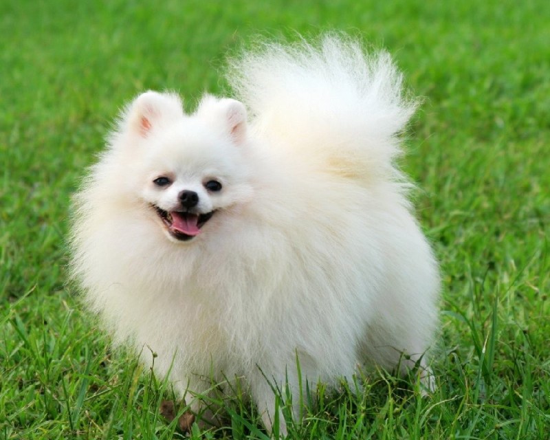 Create meme: Spitz Pomeranian, white pomeranian, pomeranian white