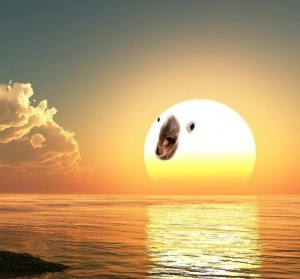 Create meme: Screensaver on your desktop, the sun dawn, beautiful sunset
