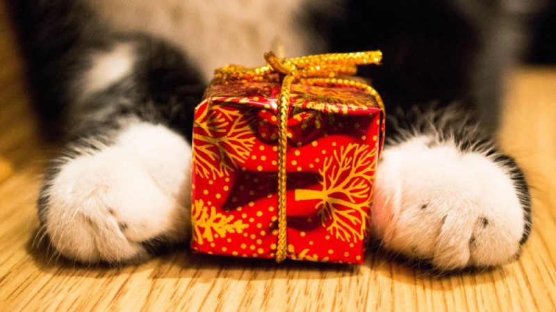 Create meme: cat with gift, The cat is a gift, a kitten with a gift