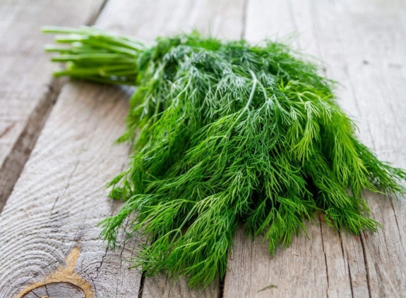 Create meme: dill , fresh dill, bushy dill