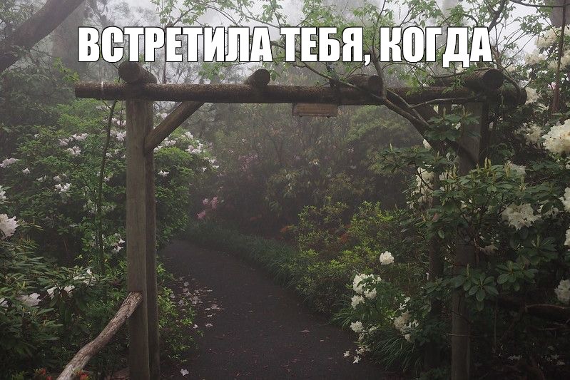 Создать мем: лес туманный, dark cottage, туман в ботаническом саду