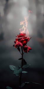 Создать мем: красные цветы, sad rose, роза черная