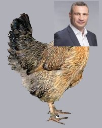 Create meme: bird chicken , laying hens , chicken on a white background