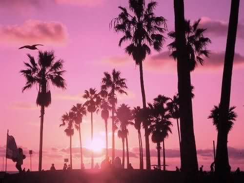 Create meme: pink palm tree, sunset palm trees, palm trees aesthetics