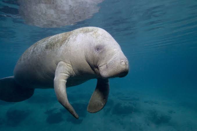 Создать мем: дюгонь животное, морская корова, морской слон