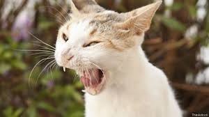 Создать мем: зевающие коты, смеющийся кот, кот