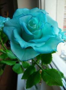 Create meme: blue rose