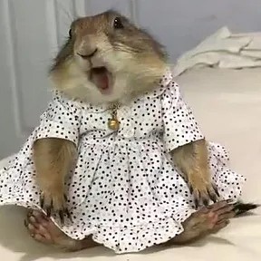 Create meme: hamster in a dress, a gopher in a suit, a hamster in a dress