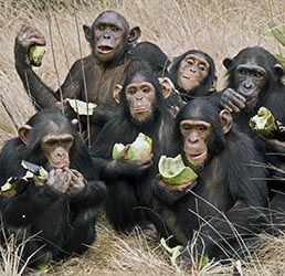 Создать мем: группа обезьян, обезьяны бандерлоги, обезьяна шимпанзе