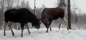 Create meme: wild elk, the salt lick for moose, moose