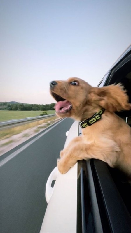 Create meme: the dog in the car window, A dog looks out of a car window, cute dog