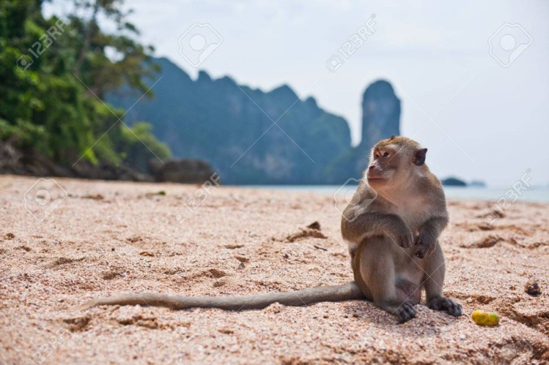 Создать мем: обезьяна сидит, обезьяна сидящая на берегу, тайланд обезьяний пляж
