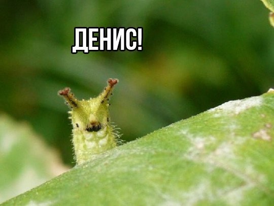 Create meme: caterpillar Denis, sasakia charonda caterpillar, group game