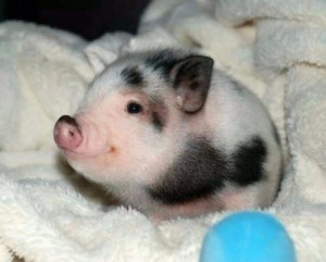 Создать мем: свинка радостно хрюкает, новорожденный минипиг, свинья