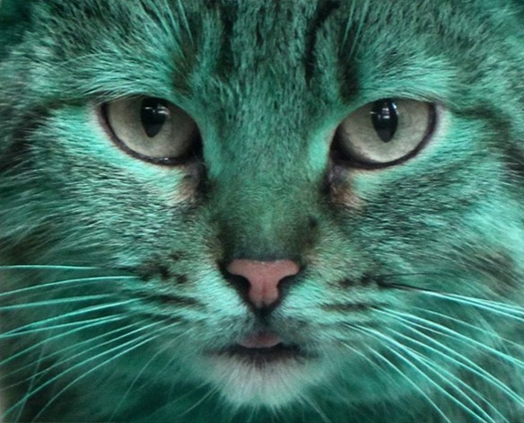 Create meme: green cat , The green cat, cat with green eyes 