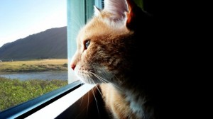 Create meme: animals cats, the cat looks out the window, red cat