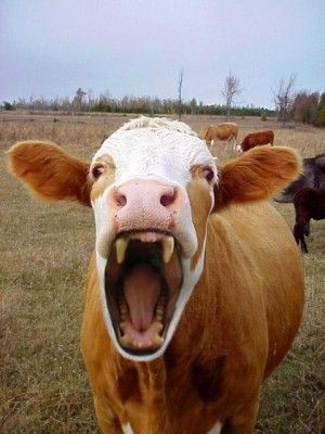 Create meme: The mad cow, cows', The evil cow