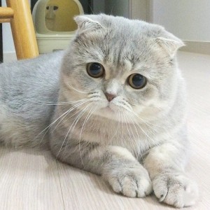 Create meme: Scottish fold cat, Scottish fold, Scottish fold cat