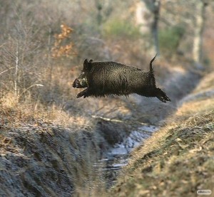 Create meme: wild boar