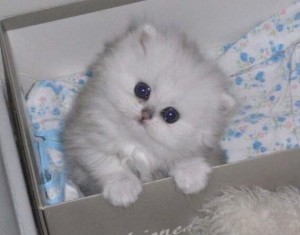 Create meme: Persian chinchilla, cute kittens, silver chinchilla