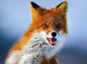 Create meme: Fox face, red Fox, Fox