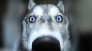 Create meme: husky, Siberian husky