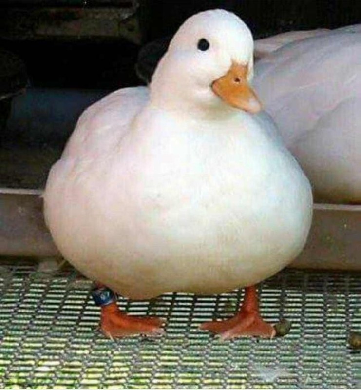 Create meme: duck white, duck duck, duck 