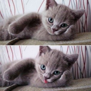 Create meme: cute, cat model, crazy cat