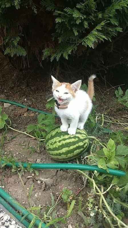 Create meme: a cat with a watermelon, the cat guards the watermelons, cats and watermelons