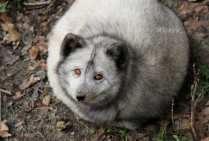 Создать мем: так выглядит, arctic fox, полный песец