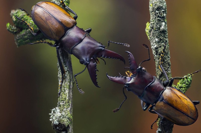 Создать мем: cyclommatus metallifer, два жука, жук