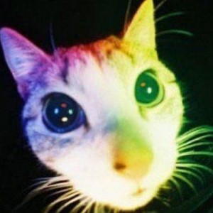 Создать мем: котики, кот, кошка с космическими глазами