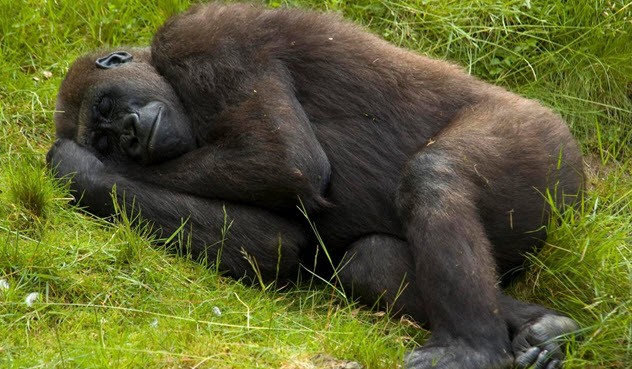 Создать мем: самец гориллы, горилла большая, спящая обезьяна