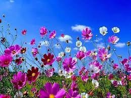 Create meme: flowers, flowers cosmos, wild flowers