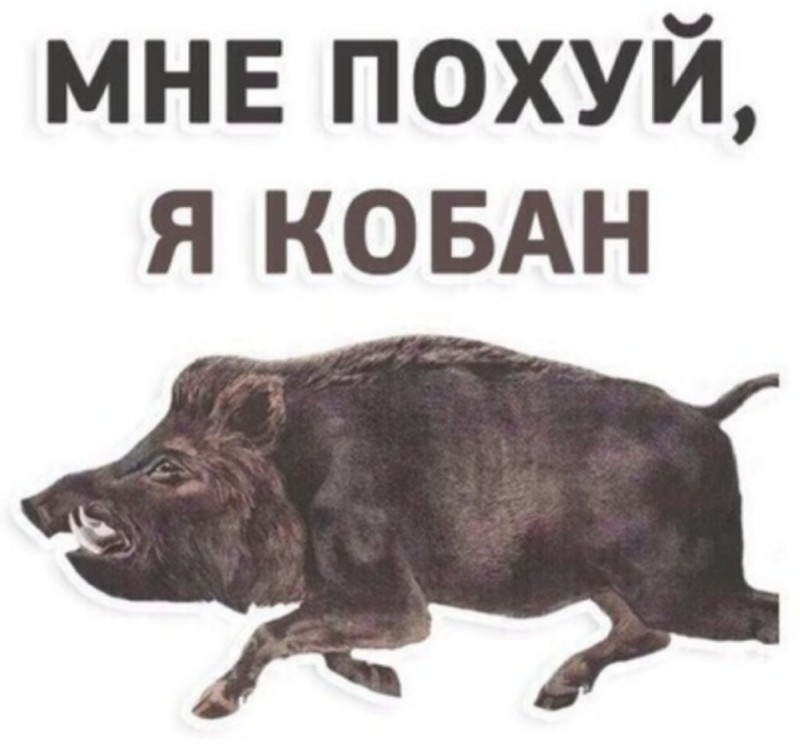Create meme: kabanchik stickers, The pig is funny, boar meme