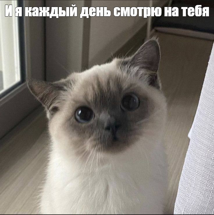 Создать мем: котик, котики сиамские, сиамская кошка