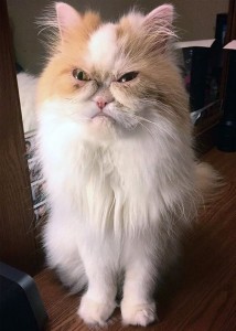 Create meme: cat, the grumpy cat, Persian cat