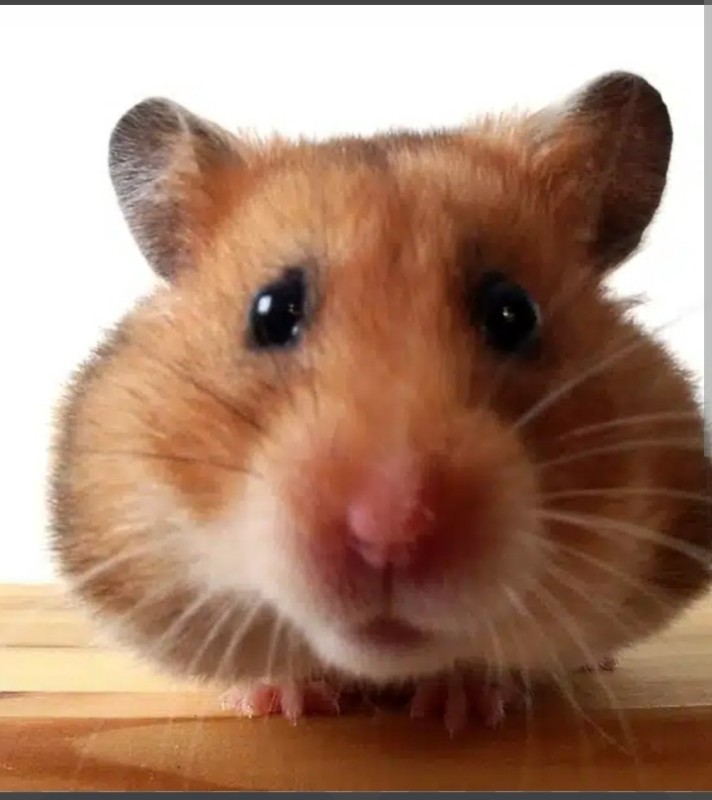 Create meme: the Syrian hamster , the syrian hamster is red, Reno the hamster