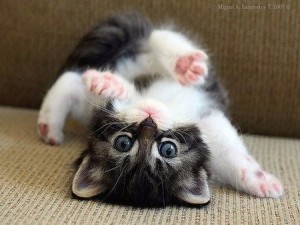 Create meme: cute kittens, the pictures of cute kittens