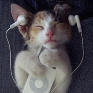 Create meme: headphones cat, cat with headphones, cat with headphones