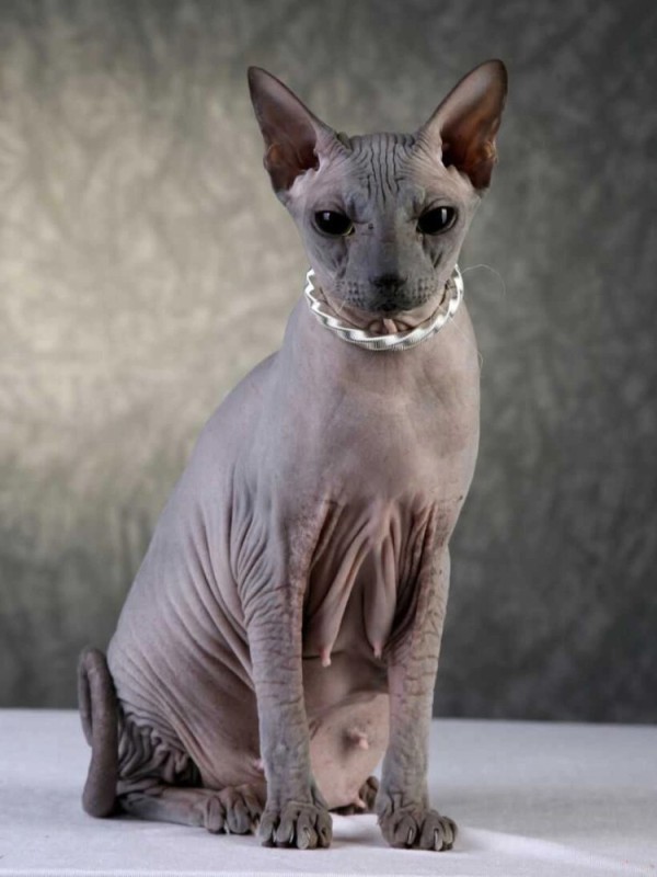 Create meme: Sphynx cat , the Sphynx breed , Sphinx 