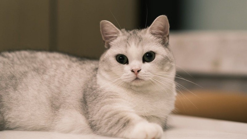 Create meme: the British silvery chinchilla, briton silver chinchilla, silver chinchilla