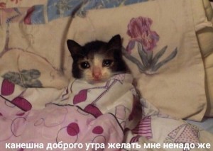 Создать мем: котята, кошечка, кот